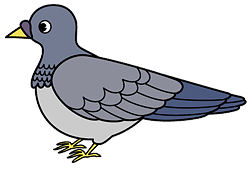 鳩